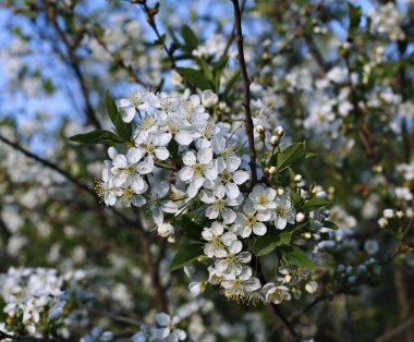 Çiçek açan kiraz dalı