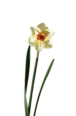 İzole narin çiçek nergis