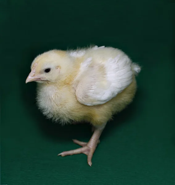 Giovane pollastrella broiler — Foto Stock