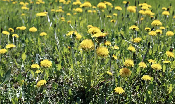 Molti fiori gialli denti di leone — Foto Stock