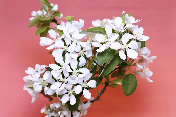 Blossoming apple branch in early spring — Stock Photo, Image