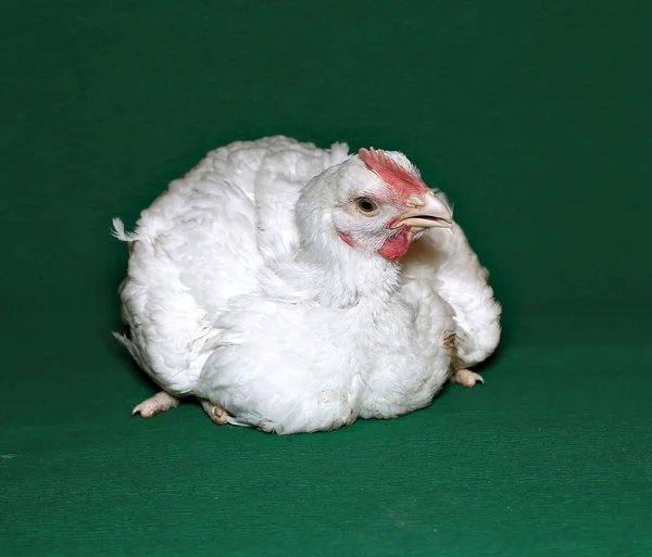 Jonge chick vleeskuikens — Stockfoto