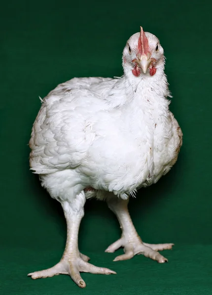 Jonge chick vleeskuikens — Stockfoto