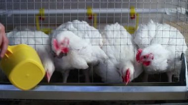 Birkaç tavuk yemek kombine video kafeste beslemek