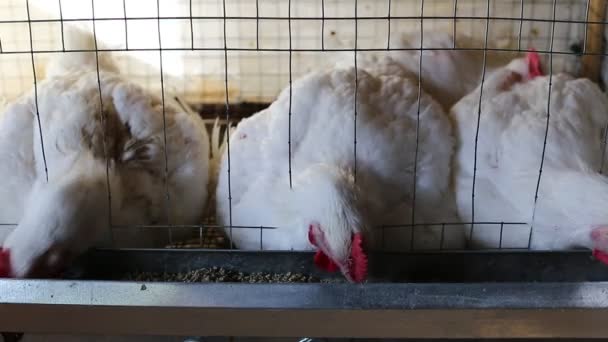 Vidéo quelques poulets mangeant des aliments combinés dans la cage — Video