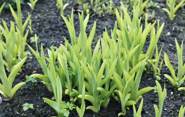 Genç daylily bahçe içinde bitkiler.