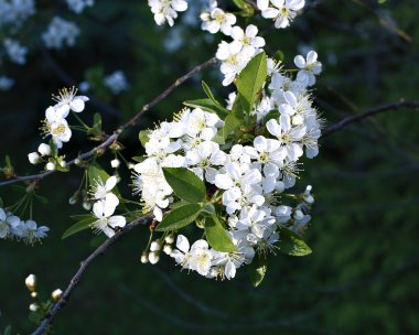 Çiçek açan kiraz dalı