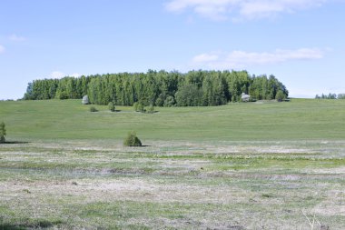Peyzaj alanı yeşil çim ve orman