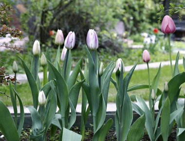 Flowerbed üzerinde güzel mor ve pembe laleler