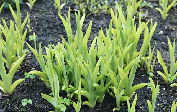 Genç daylily bahçe içinde bitkiler.