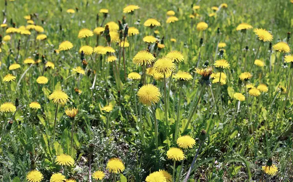 Birçok sarı çiçekler karahindiba — Stok fotoğraf
