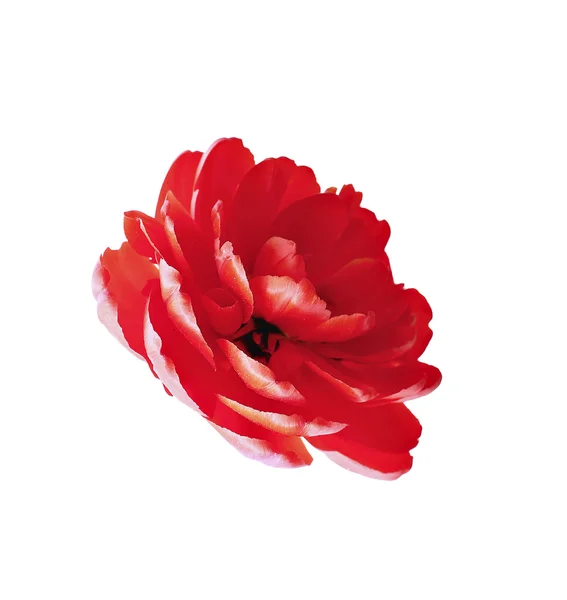 En röd tulpan isolerade — Stockfoto