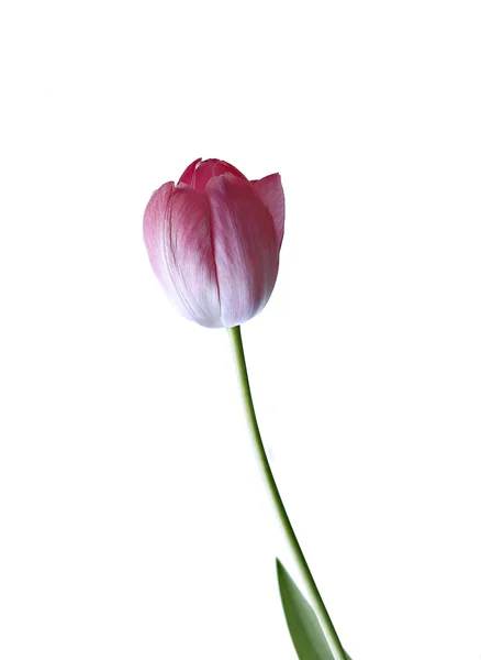 Jeden tulipan różowy na białym tle — Zdjęcie stockowe