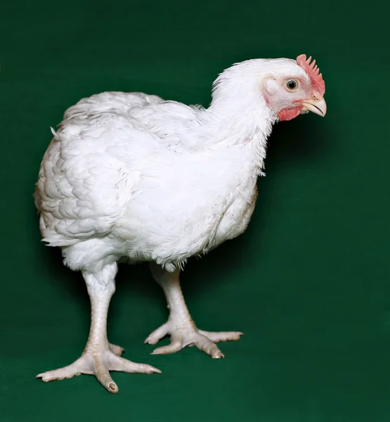 Pollo broiler fotos de stock, imágenes de Pollo broiler sin royalties | Depositphotos Pollo broiler fotos de stock, imágenes de Pollo broiler sin royalties | Depositphotos