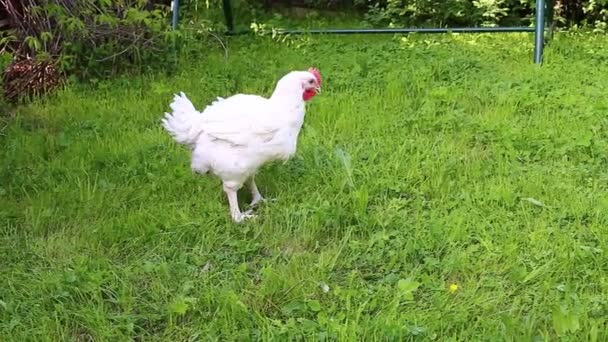 Видео бройлер курица ходит по газону — стоковое видео