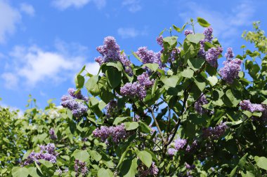 Şehir Parkı içinde çiçek açması Mor Lila