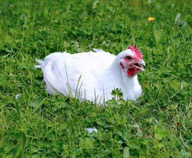 Beyaz broiler tavuk
