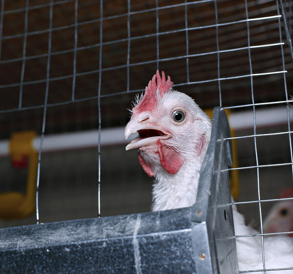 Few chickens eating combined feed in the cage