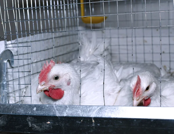Peu de poulets mangeant des aliments combinés dans la cage — Photo