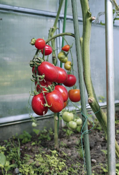 Red tomatoes in a greenhouse — Stock Photo, Image