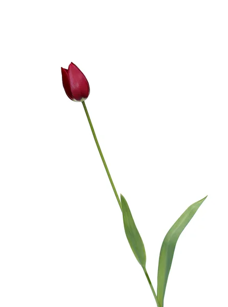 Een rode tulip geïsoleerd — Stockfoto