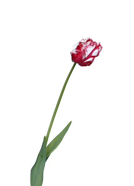 Een rode en witte papegaai tulip geïsoleerd — Stockfoto