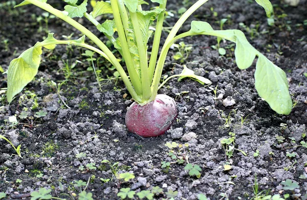 Fresh red radishes with leaves — Stock Photo, Image