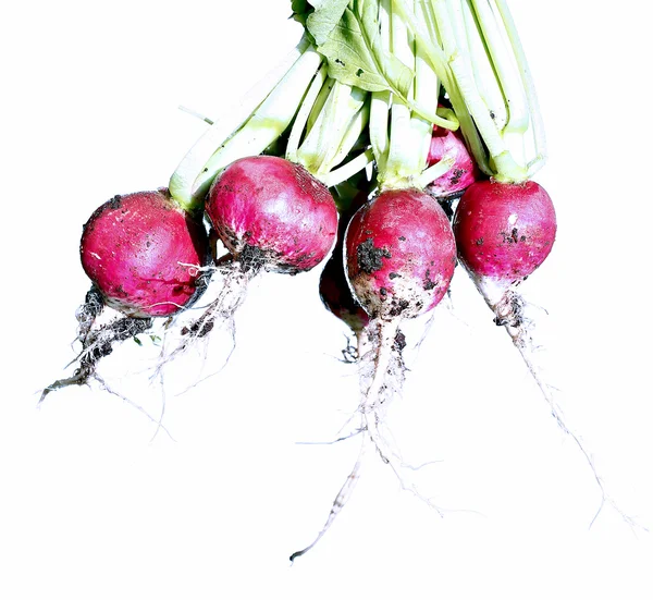 Fresh red radishes — Stock Photo, Image