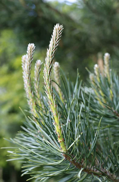 Ramas de pino jóvenes en primavera — Foto de Stock