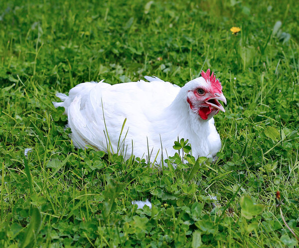 White broiler chicken