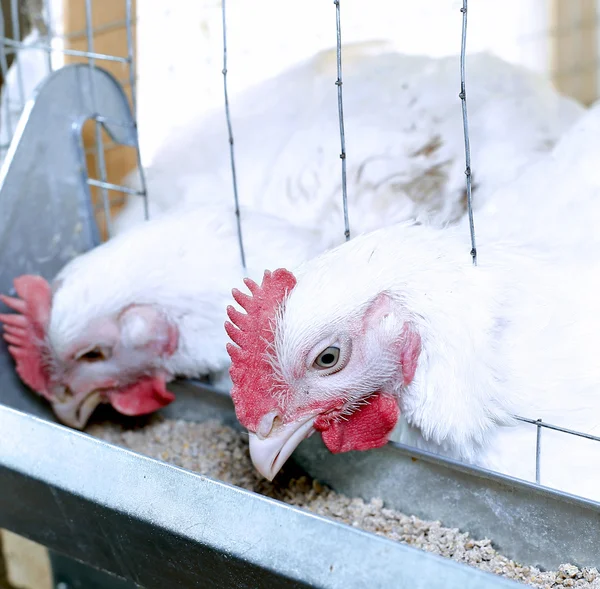 Pocos pollos comiendo pienso combinado en la jaula — Foto de Stock