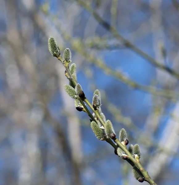 Gren av en blommande willow — Stockfoto