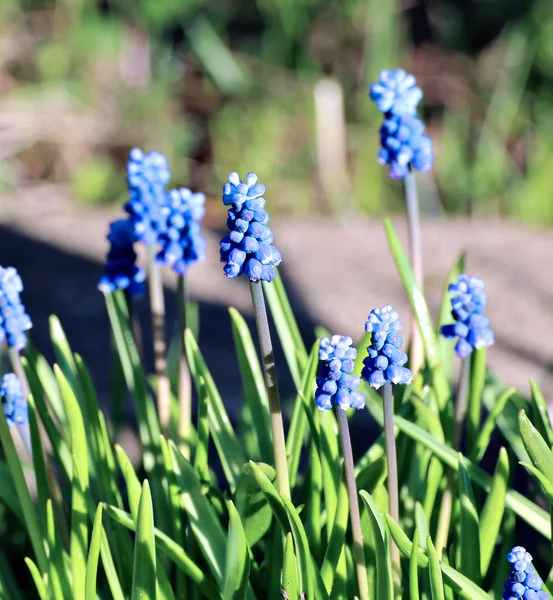 Veel blauw muscari bloemen op een zonnige dag — Stockfoto