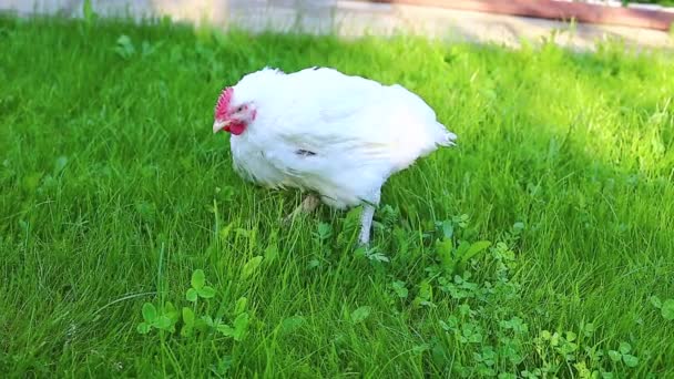 Video pollo a la parrilla camina sobre un césped — Vídeos de Stock