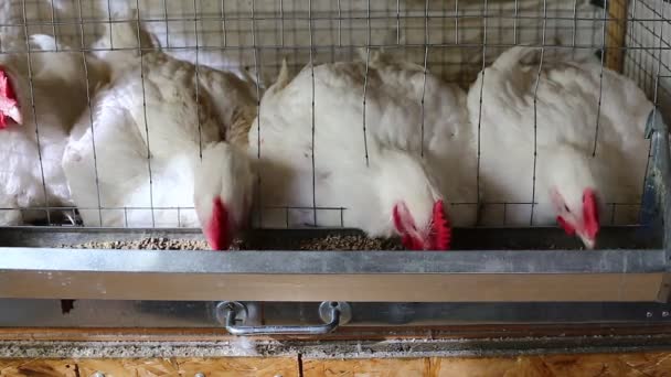 Vídeo de unos pollos comiendo alimento combinado en la jaula — Vídeo de stock