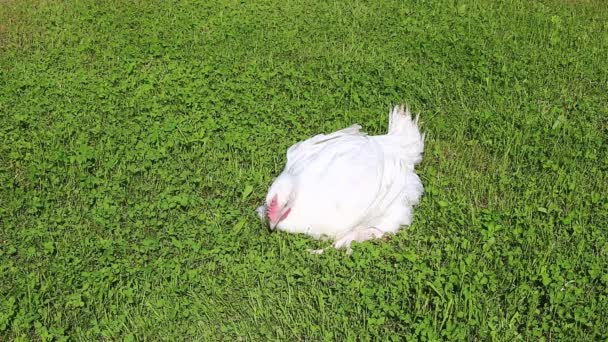 Frango de frango de vídeo caminha em um gramado — Vídeo de Stock