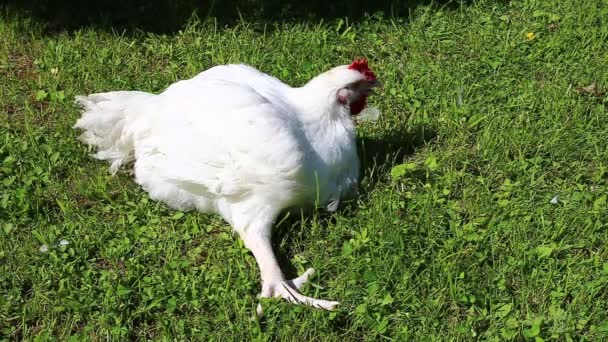 Vidéo blessée poulet à griller malade sur une pelouse 