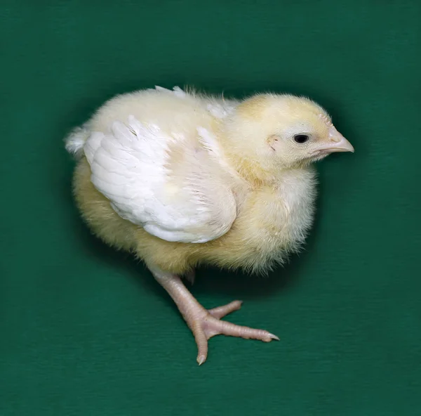 Jeune poulet à griller — Photo