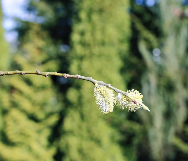 Ветвь цветущей ивы — стоковое фото
