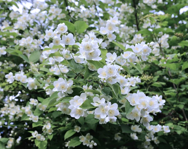 Ramas floreciendo jazmín con suaves flores blancas —  Fotos de Stock