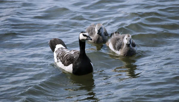 Family of geese with two of small gray chicks swimming — Stock Photo, Image