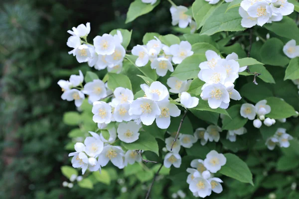Ανθισμένο γιασεμί με λεπτή λουλούδια λευκά κλαδιά — Φωτογραφία Αρχείου