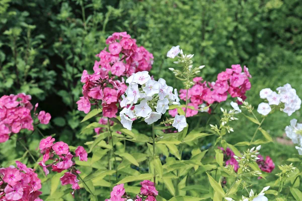 Pink and white phlox flowers — Stock Photo, Image