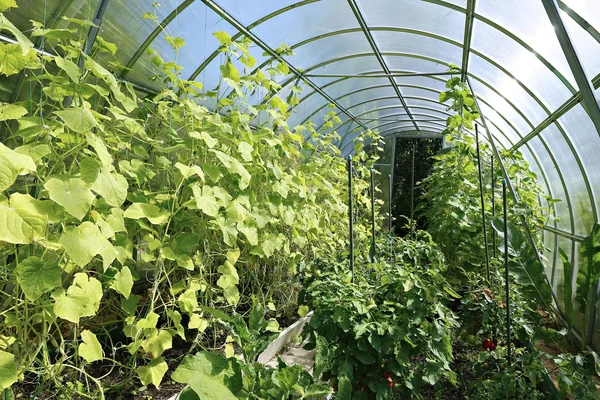 Plantas jovens mudas de tomate em estufa — Fotografia de Stock