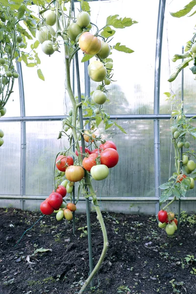 Tomates vermelhos em uma estufa — Fotografia de Stock