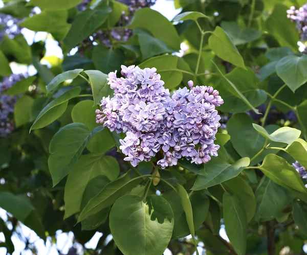 Blossoming purple lilac in the city park — Stock Photo, Image