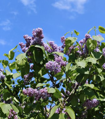 Şehir Parkı içinde çiçek açması Mor Lila