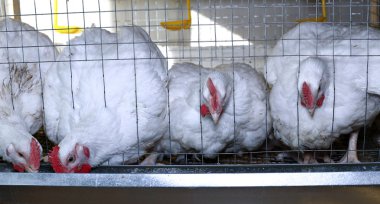 Birkaç tavuk yemek içinde belgili tanımlık kafes besleme kombine