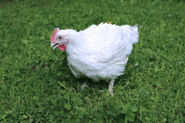 Frango de corte branco — Fotografia de Stock