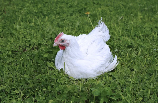 Pollo da carne bianco — Foto Stock
